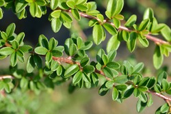 Bearberry cotoneaster Coral Beauty branch - Latin name - Cotoneaster dammeri Coral Beauty
