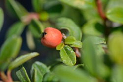 Bearberry cotoneaster Coral Beauty berry- Latin name - Cotoneaster dammeri Coral Beauty