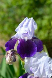 Tall bearded iris Elizabeth Noble flowers - Latin name - Iris barbata elatior Elizabeth Noble