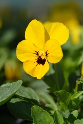 Horned violet Penny Yellow Blotch - Latin name - Viola cornuta Penny Yellow Blotch