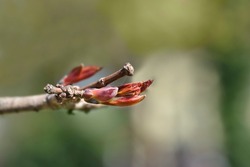 Norway maple Crimson King branches with buds - Latin name - Acer platanoides Crimson King