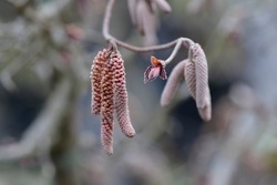 Hazel Red Majestic branch with flowers and new leaves - Latin name - Corylus avellana Red Majestic