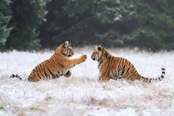 Young tigers playing in the snow. Siberian tiger in the winter in a natural habitat. Panthera tigris altaica
