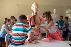 Side view of a Caucasian elementary school boy and girl working with a human anatomy model during a biology lesson, with their classmates working in the background, two boys studying a model of a