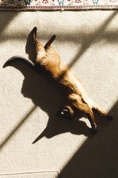 Close up of cute cat lying on carpet in sun and stretching in living room. spending time alone at home.