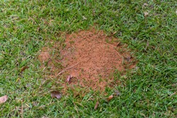 large fire ant mound in green grass with copy space