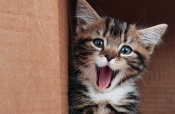 Tabby kitten smiling