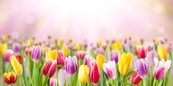 Tulip flowers meadow, selective focus. Spring nature background for web banner and card design