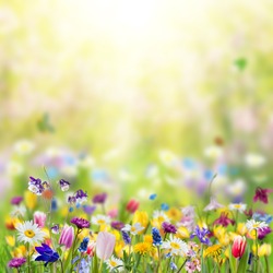 Nature background with wild flowers in grass; selective focus. Spring banner for your design