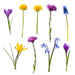 Set of different spring wild flowers isolated on white background
