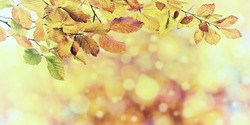 Nature vintage autumn background with golden foliage