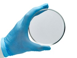 Closeup of a hand in a blue glove holding a glass petri dish. Used in microbiology and chemistry.