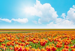 Orange tulip fields with bright blue sky