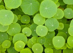 Top view of round green leaves 