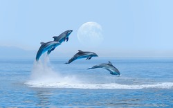 Group of dolphins jumping on the water with Full Moon