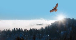 Red-tailed Hawk flying over the mountains with sky background