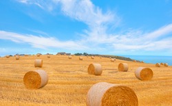 Big round bales of straw in the meadow - Harvested field with straw bales in summer