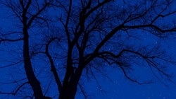 Night sky image with silhouette of a tree branches and many stars