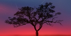 Dusk sky image with silhouette of a tree branches and many stars
