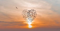 A group of birds fly in the shape of a heart, Amazing sunset in the background