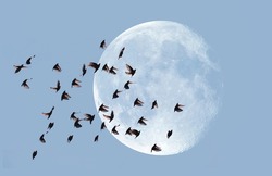 A flock of starling birds in the sky in the background full moon 