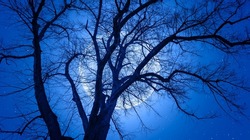 Silhouette of barren lone tree with 
 full moon