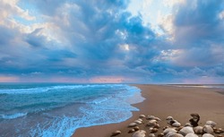 Sea shells on beach (sand) background at dramatic sunset