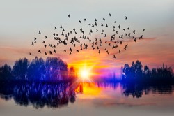 Birds silhouettes flying above the lake against sunset