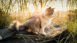 Toned photo of cat sitting on log at lake at sunrise