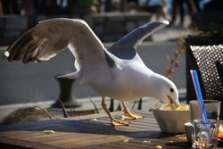 A seagull stealing and eating potato chips.