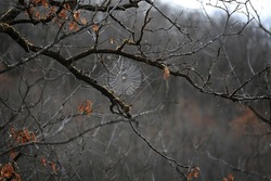A spiderweb between tree branches after rain.