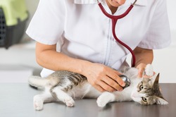 Veterinary performing auscultation a sick kitten in the clinic