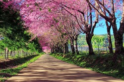 Cherry Blossom Pathway in ChiangMai, Thailand