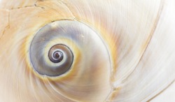 marine animal shells with focus on the spiral