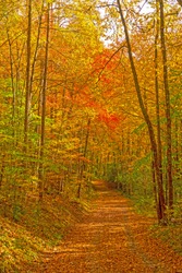 Secluded Forest Road in the Fall in Great Smoky Mountains National Park in North Carolina