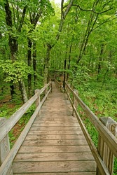 Boardwalk Through a Verdant Forest in the Porcupine Mountains Wilderness State Park in Michigan