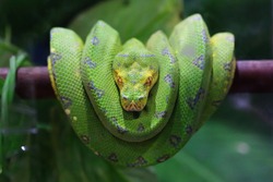 Green Tree Python on a branch