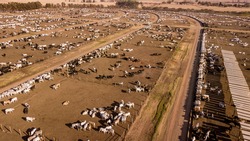 Large confined livestock breeding area. Captures cattle breeding area for slaughter.