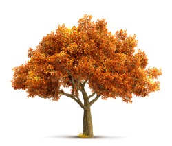 autumn maple tree isolated