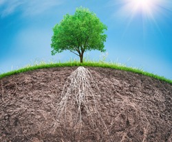 tree and soil with roots and grass, organic care concept