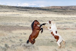 Wild Mustang Horses in a battle