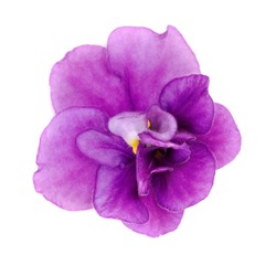 Violet flower closeup on white background