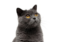 Portrait of a gray cat on a white background. horizontal photo.