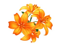 Beautiful orange lily flowers isolated on white background