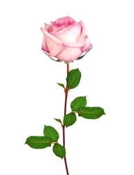 Beautiful single pink rose isolated on white background