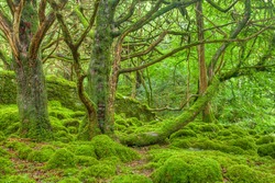 Moss Covered Forest in Killarney Park, Ireland (HDR composite)