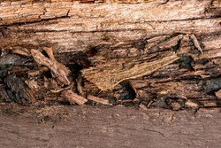 Closeup of old rotten wood log. Old tainted wood log in a house. old cracked rotten damage wood.