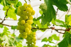 Growing grapes collection. Bunch of white grapes on a vine. Growing white grapes hanging on a vine in the morning.