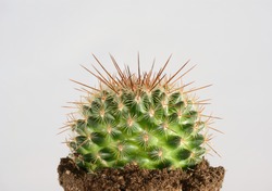 green cactus in potting soil with long thorns against white background