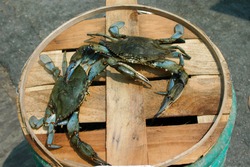 Two male crabs fighting on a barrel - ready for the pot